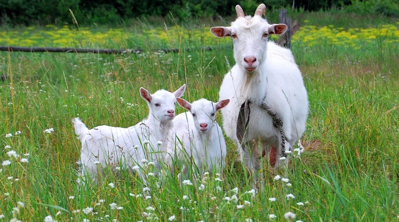 Как определить беременность козы – признаки, срок беременности