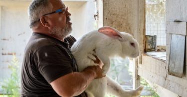 как забивать кролика