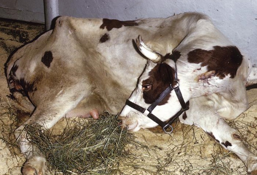 Кетоз у коров симптомы и лечение народные средства thumbnail