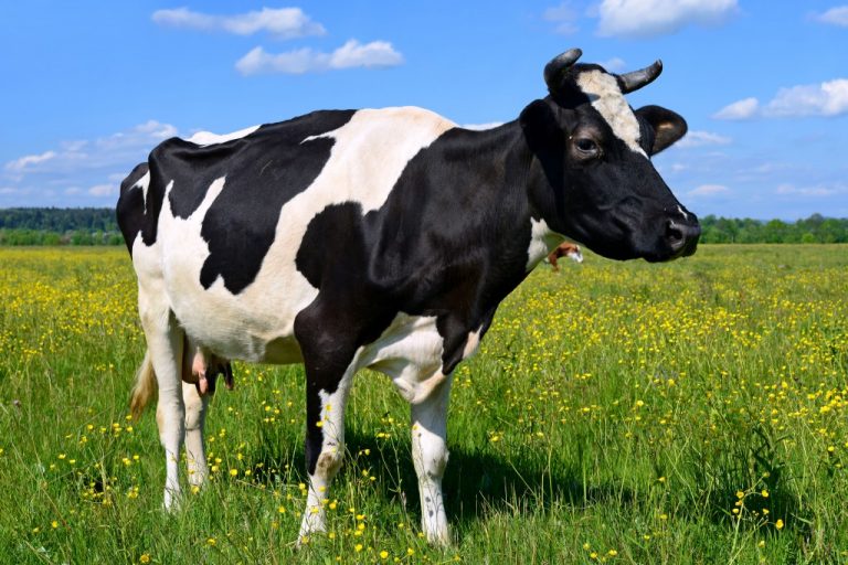 Кетоз у коров симптомы и лечение в домашних условиях thumbnail
