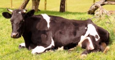 кетоз у коров