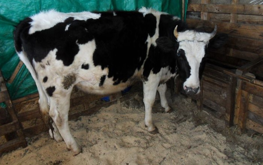 Кетоз у коров лечение в домашних условиях thumbnail