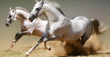 клички для лошадей