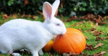 можно ли кроликам тыкву