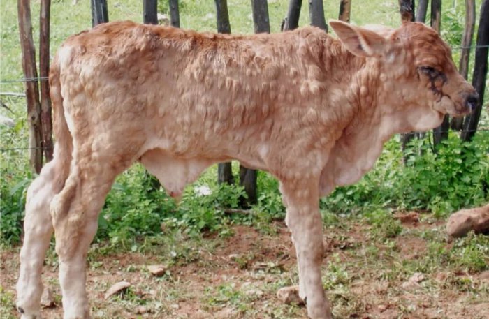 Нодулярный дерматит крупного рогатого скота башкортостан thumbnail
