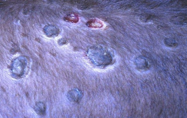 Вирус нодулярного узелкового дерматита thumbnail