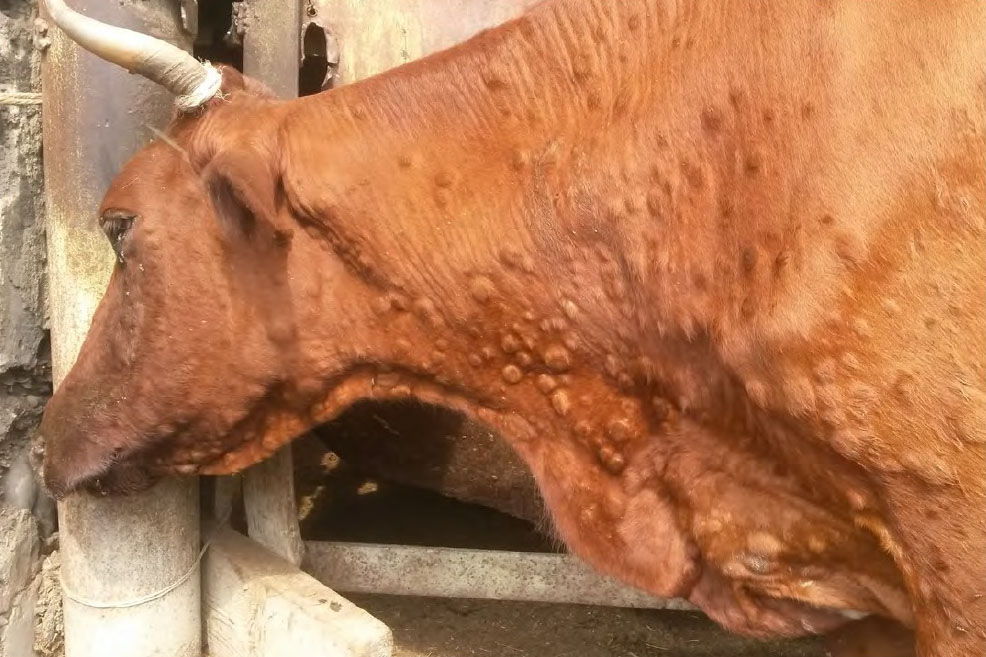Что такое нодулярный дерматит у коров thumbnail