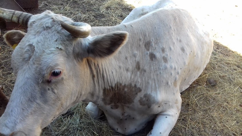 Нодулярный дерматит у коров фото лечение thumbnail