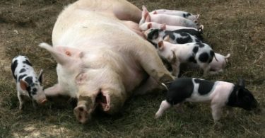 первый опорос свиньи