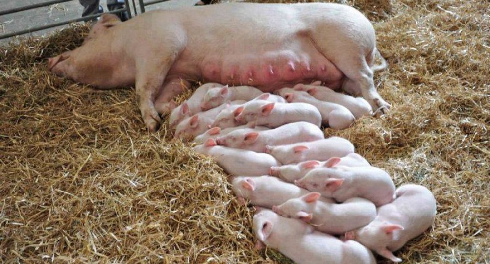 все об опоросе свиней: календарь, поведение свиноматки перед родами