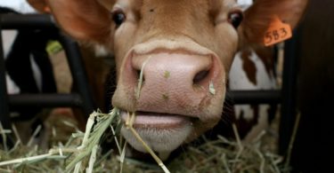 откорм бычков