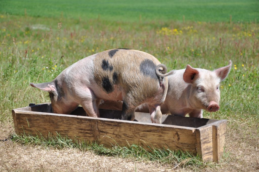 рацион кормления свиней таблица