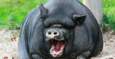 откорм свиней