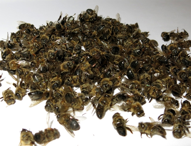 подмор пчелиный лечение