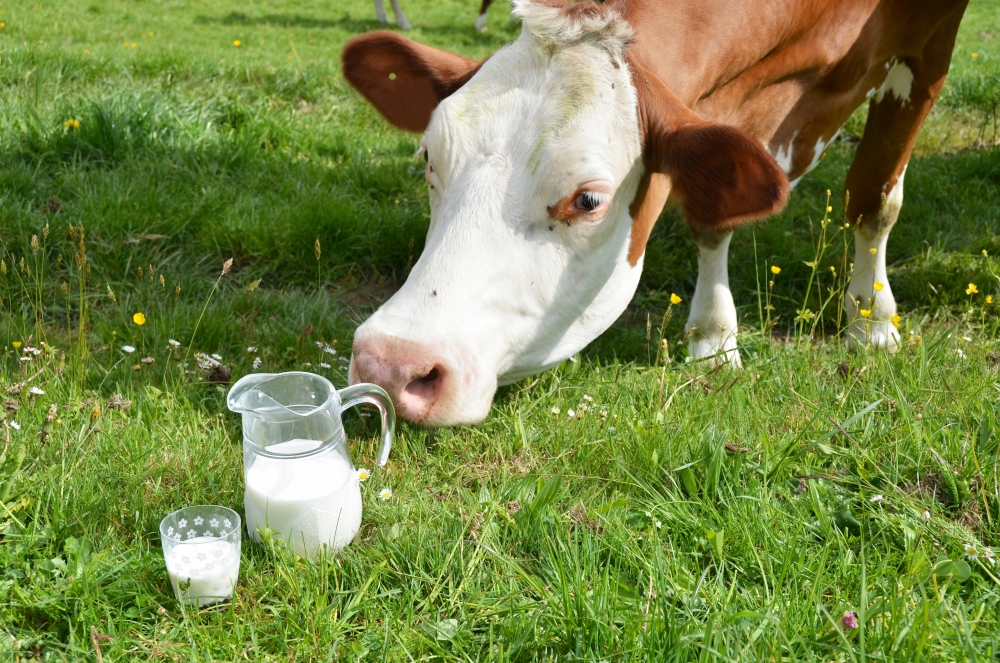 Почему горчит молоко у коровы и козы – причины и методы решения