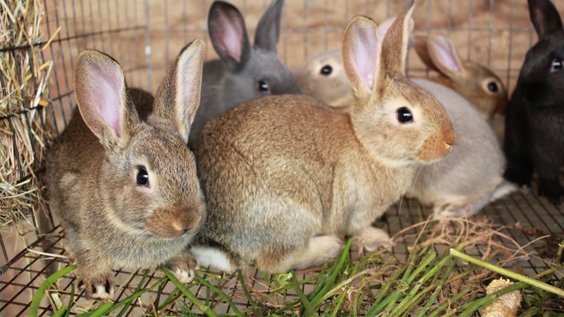 Чем кормить кроликов - правила организации питания кроликов