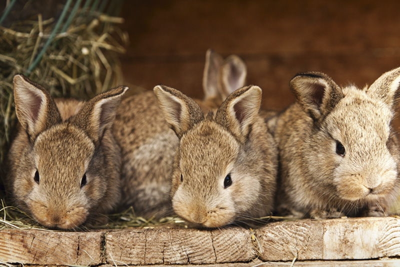 разведение кроликов в домашних условиях