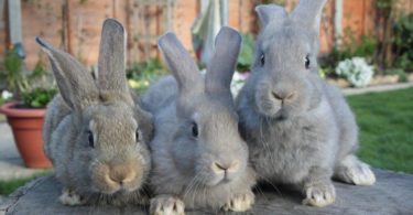 разведение кроликов