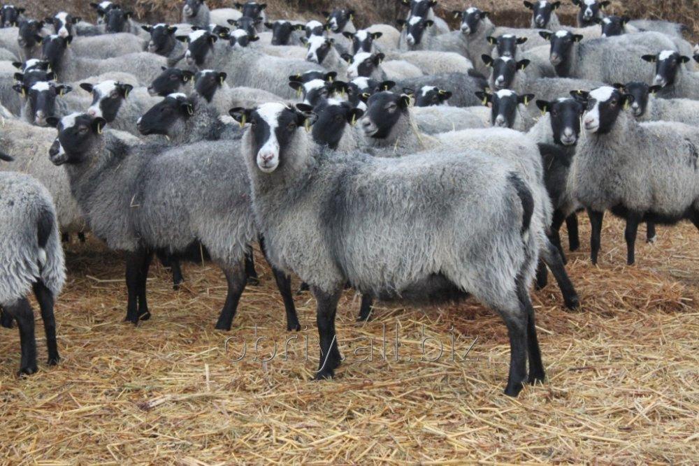 Как развести овец в домашних условиях?