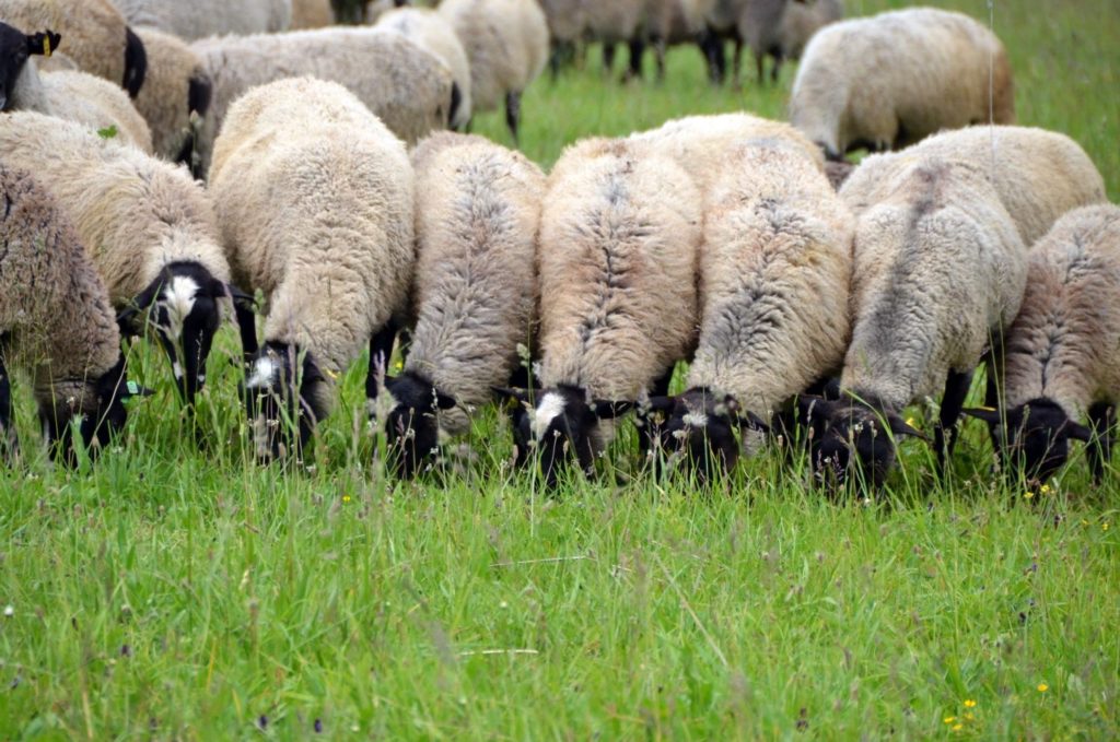 разведение овец в домашних условиях для начинающих