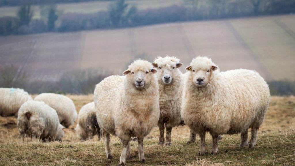 разводить овец в домашних условиях