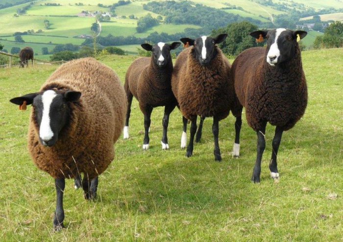 разведение овец
