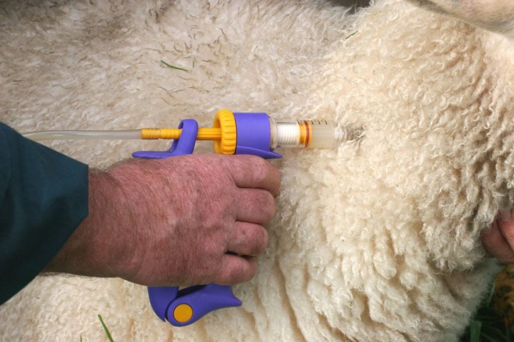 овцеводство в домашних условиях