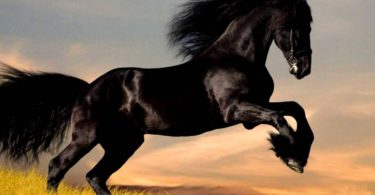 самые красивые лошади