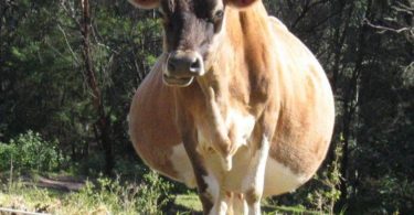 сколько длится беременность коровы