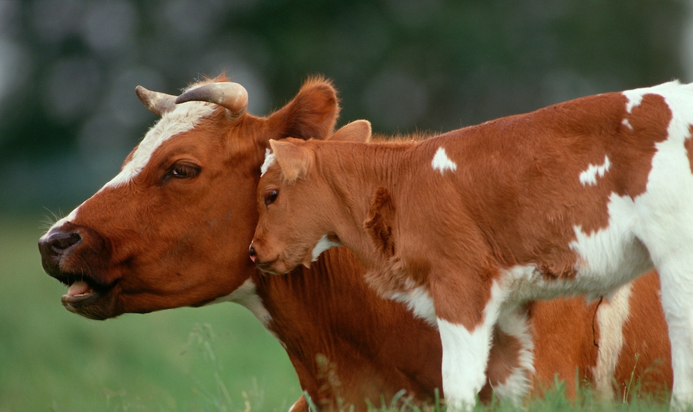 Беременность у коров длится. Как долго корова вынашивает телёнка, особенности процесса беременности и родов