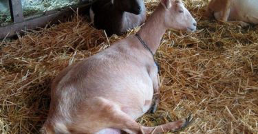 сколько длится беременность у козы