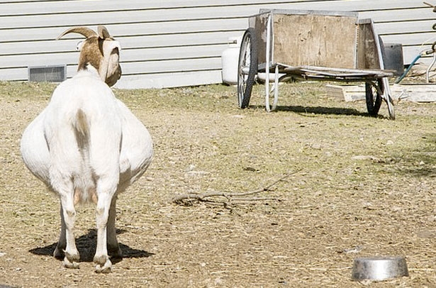 Сроки беременности у козы: сколько длится, методы определения, уход