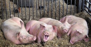 свиноводство в домашних условиях