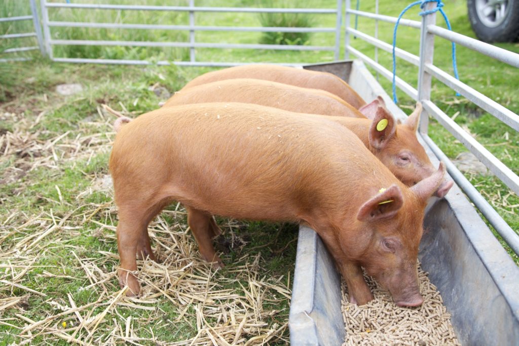 рентабельность свиноводства