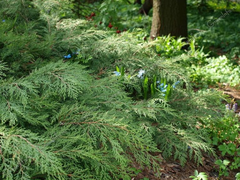 Многолетники растущие в тени названия и фото