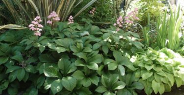 Тенелюбивые растения для сада