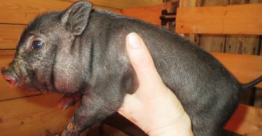 вес вьетнамских поросят