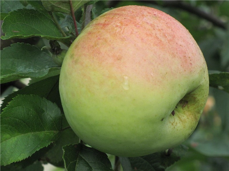 антоновка десертная описание сорта