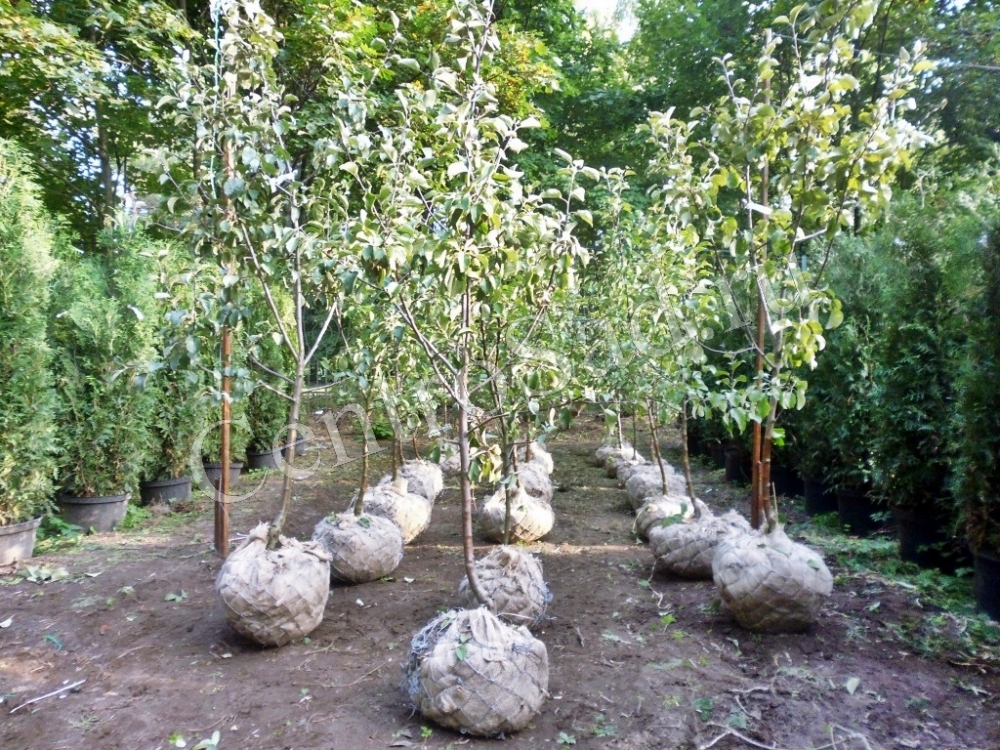 антоновка десертная описание сорта