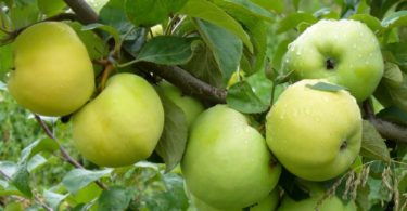 описание яблок сорта антоновка