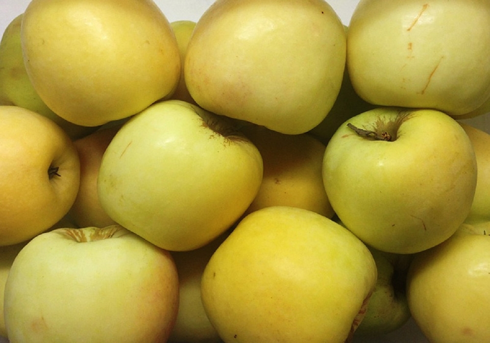 антоновка сорт яблок