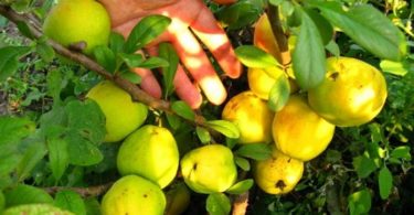 вред японской айвы