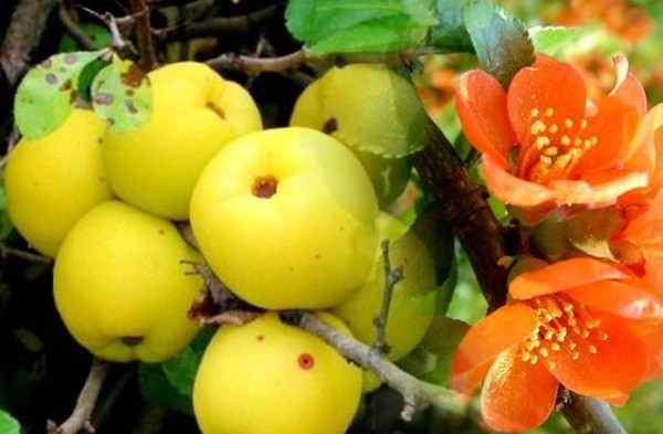 китайская айва кустарник