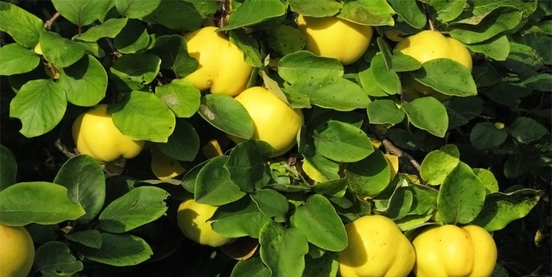 японская айва полезные свойства и противопоказания