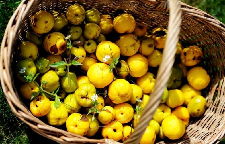 хеномелес айва японская посадка и уход