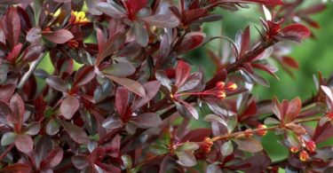 описание сортов барбариса Тунберга