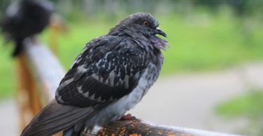 Болезни голубей