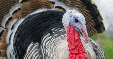 описание болезней индюков