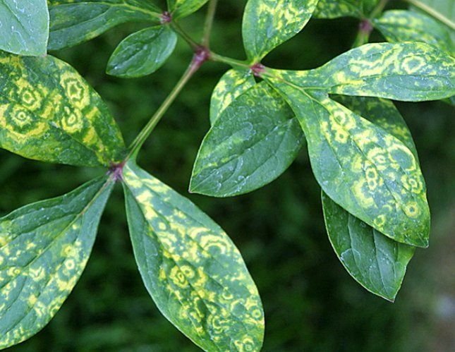 болезни яблонь фотографии признаки