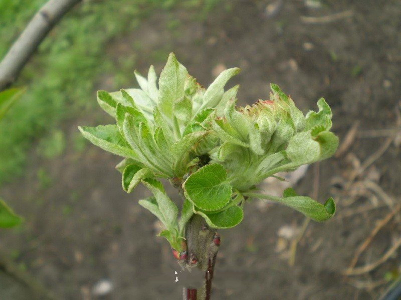 черные пятна на яблоках что это